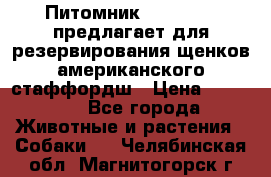 Питомник KURAT GRAD предлагает для резервирования щенков американского стаффордш › Цена ­ 25 000 - Все города Животные и растения » Собаки   . Челябинская обл.,Магнитогорск г.